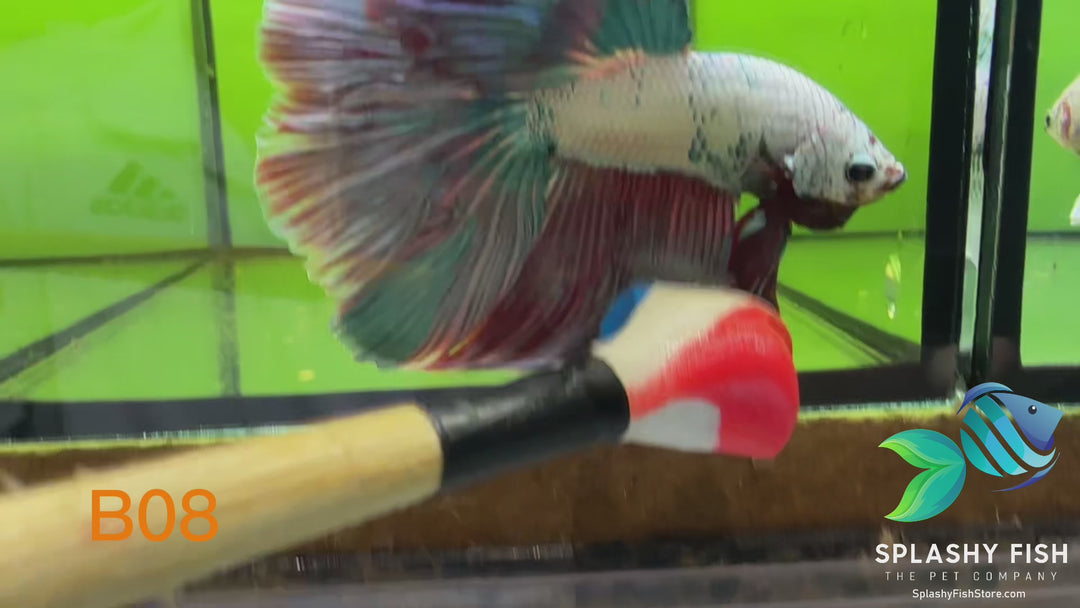 B08 WYSIWYG Premium Koi Nemo Halfmoon Male Betta Fish