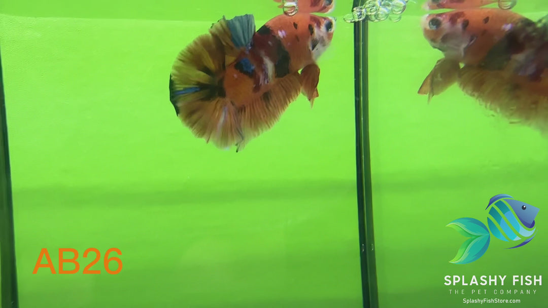 AB26 WYSIWYG Premium Koi Nemo Galaxy Male Plakat Betta Fish