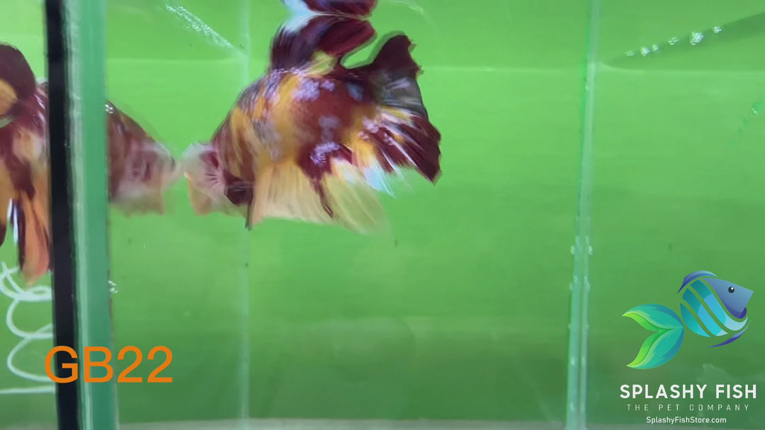 GB22 WYSIWYG Premium Giant Male Plakat Betta Fish