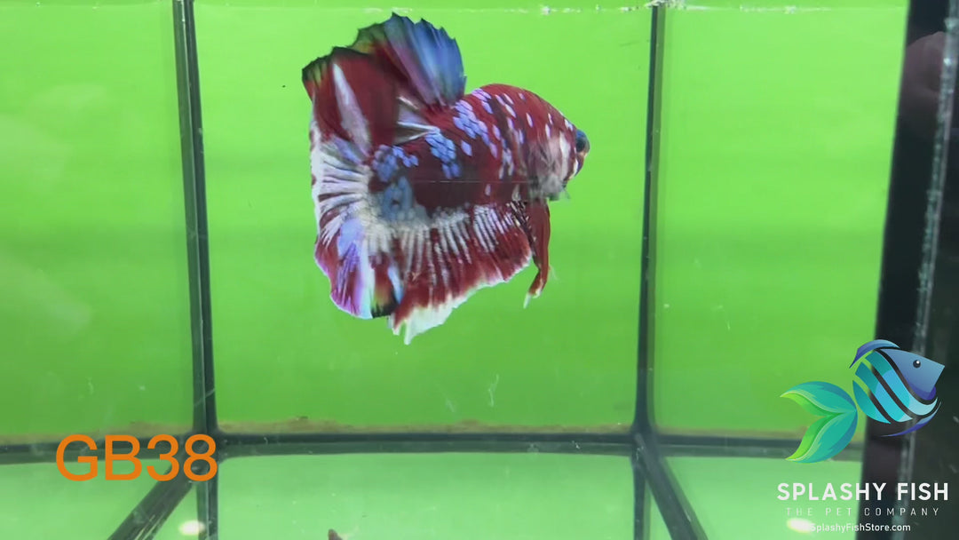 GB38 WYSIWYG Premium Giant Male Plakat Betta Fish