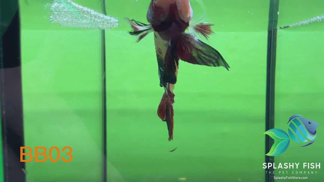 BB03 WYSIWYG B Grade Galaxy Male Betta Fish HMPK