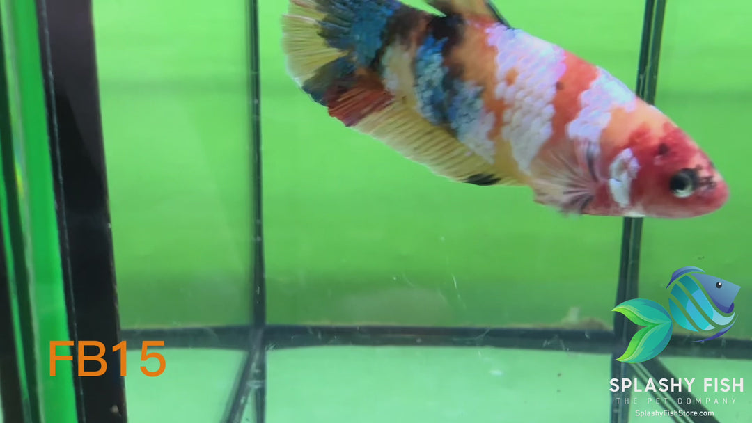 FB15 WYSIWYG B Grade Female Plakat Betta Fish