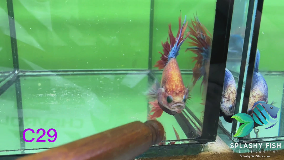 C29 WYSIWYG Premium Crowntail Male Betta Fish