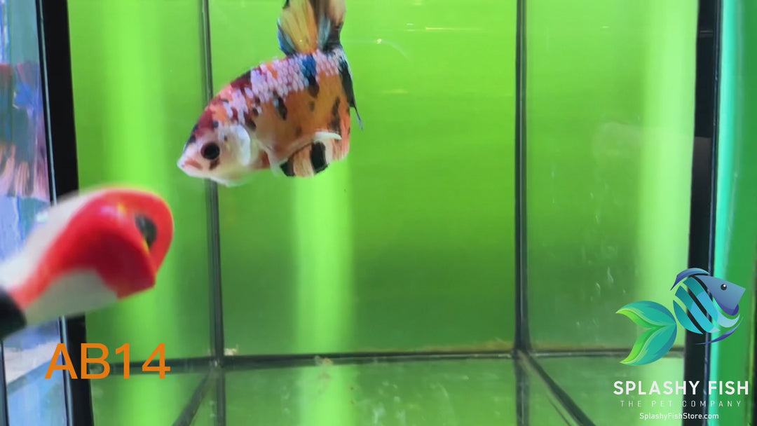 AB14 WYSIWYG Premium Koi Nemo Galaxy Male Plakat Betta Fish