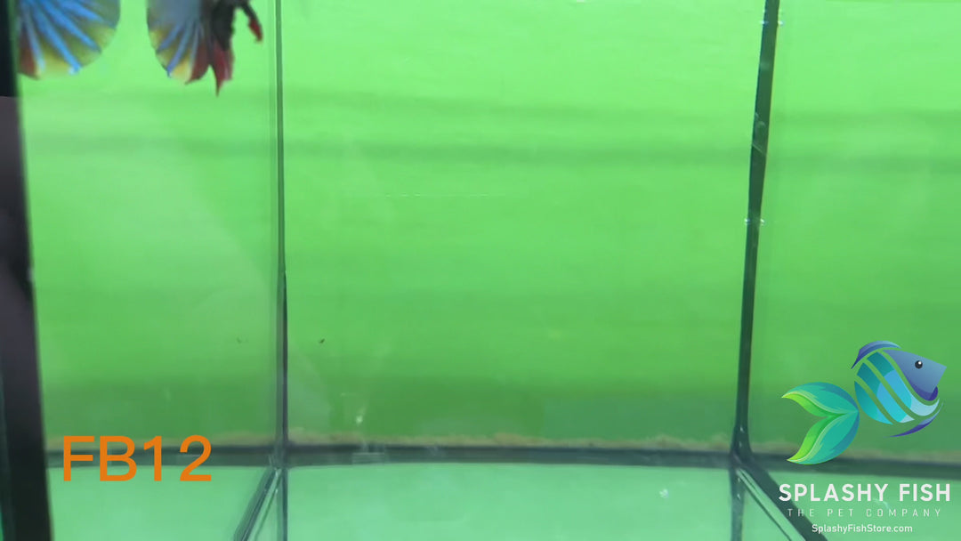 FB12 WYSIWYG B Grade Female Plakat Betta Fish