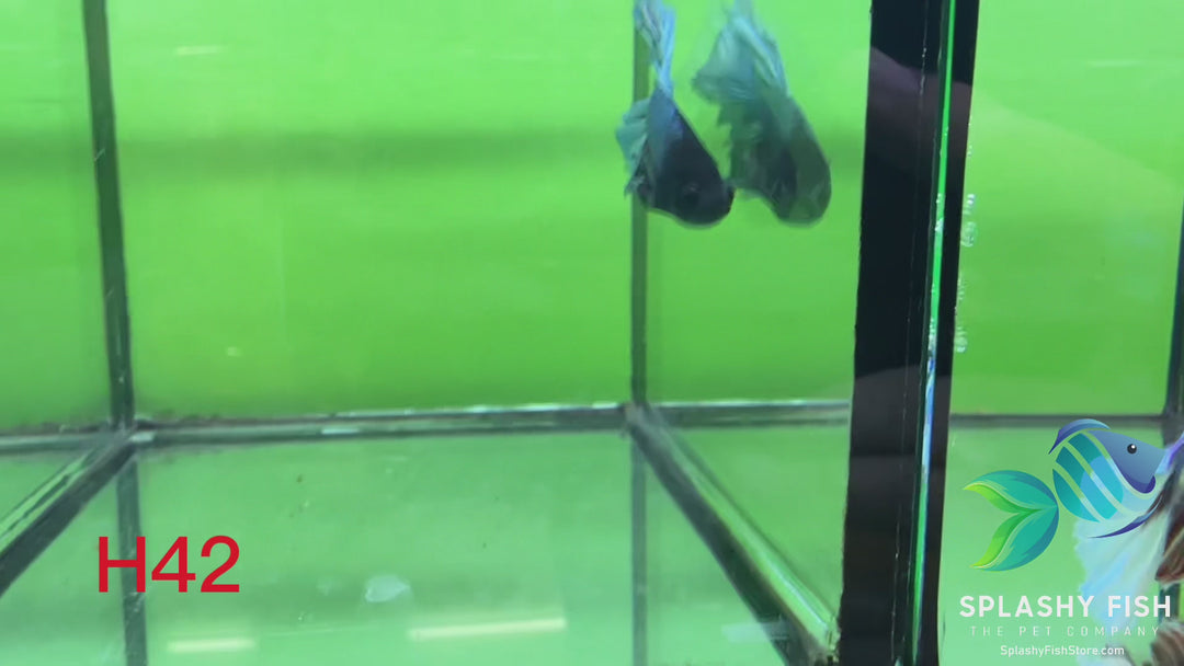 H42 WYSIWYG Premium Halfmoon Betta Fish