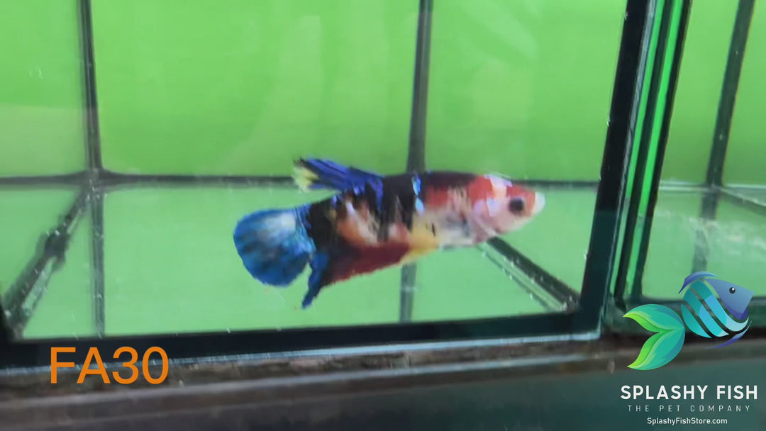 FA30 WYSIWYG B Grade Female Plakat Betta Fish