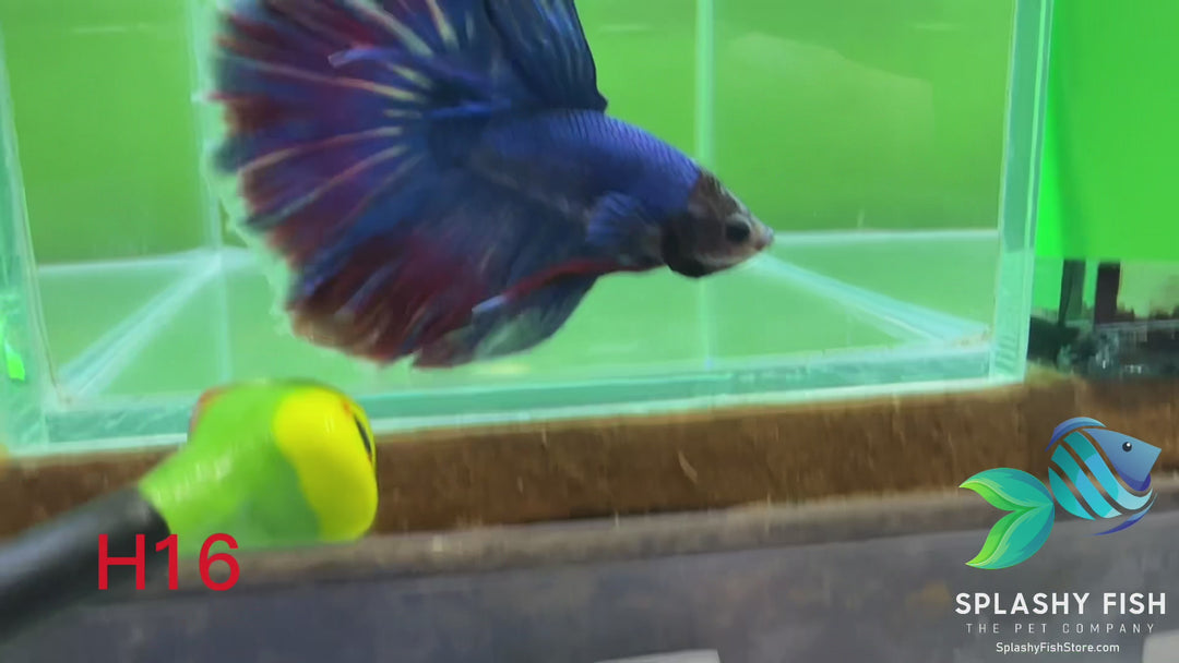 H16 WYSIWYG Premium Halfmoon Betta Fish