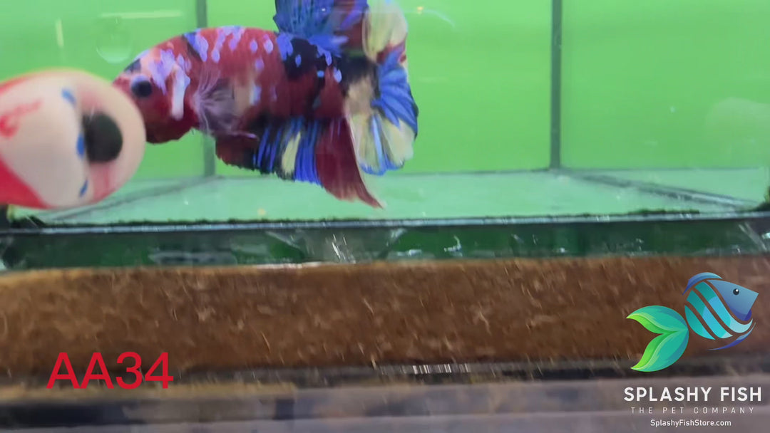 AA34 WYSIWYG Premium Red Koi Galaxy Male Plakat Betta Fish