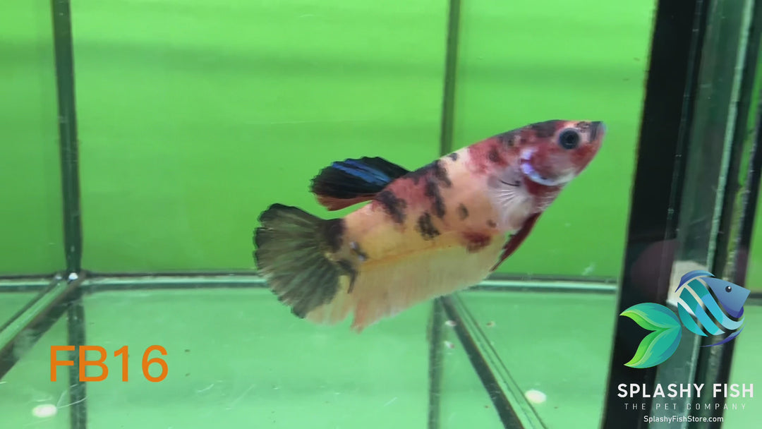 FB16 WYSIWYG B Grade Female Plakat Betta Fish