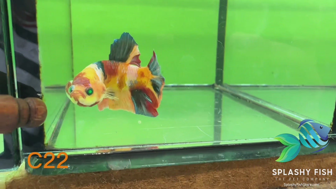 C22 WYSIWYG Premium Neon Koi Plakat Male Betta Fish