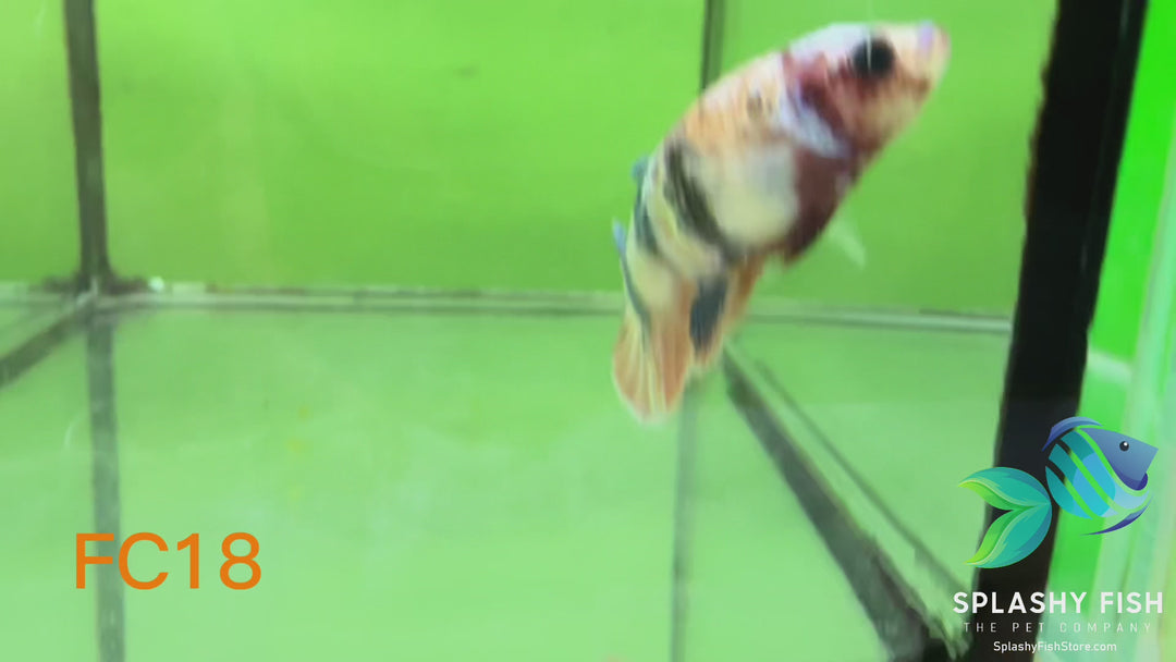 FC18 WYSIWYG B Grade Female Plakat Betta Fish