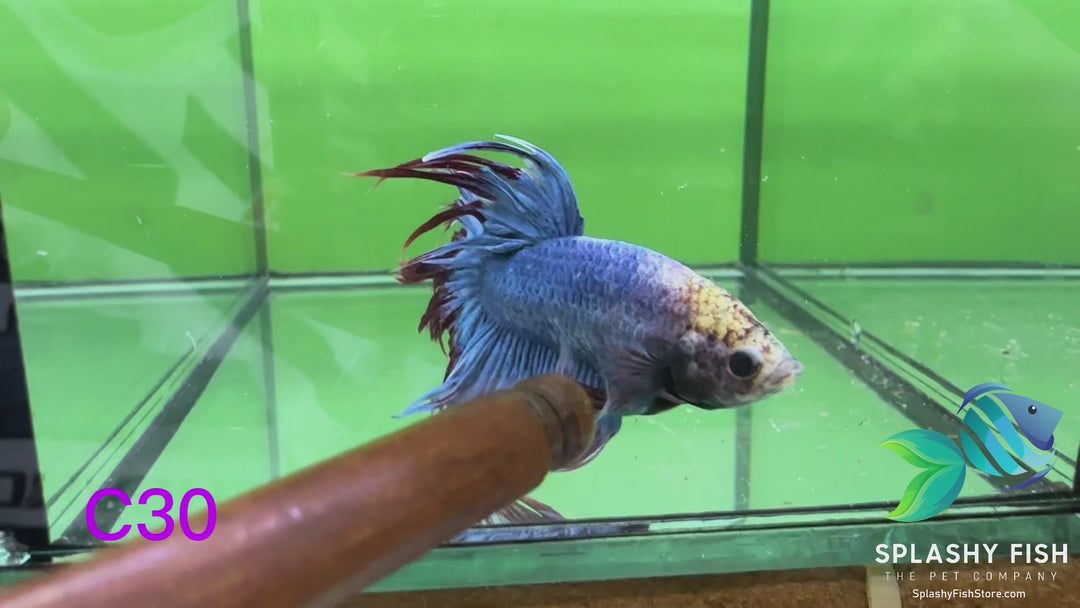 C30 WYSIWYG Premium Crowntail Male Betta Fish