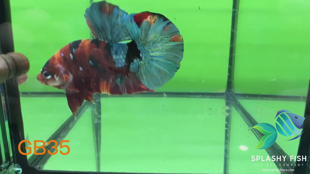 GB35 WYSIWYG Premium Giant Male Plakat Betta Fish