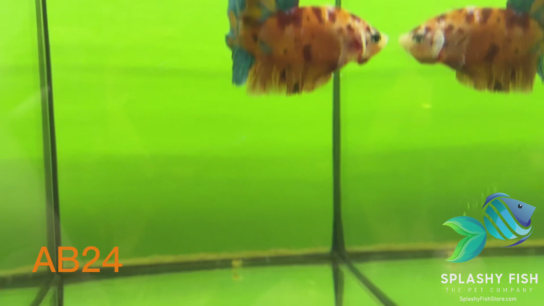 AB24 WYSIWYG Premium Koi Nemo Galaxy Male Plakat Betta Fish