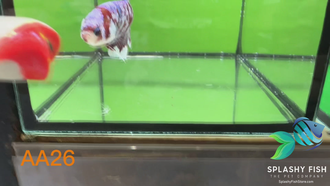 AA26 WYSIWYG Premium Red Koi Galaxy Male Plakat Betta Fish