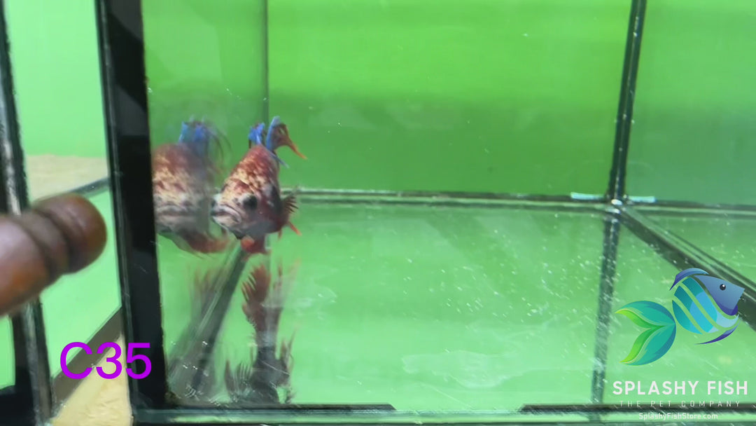 C35 WYSIWYG Premium Crowntail Male Betta Fish