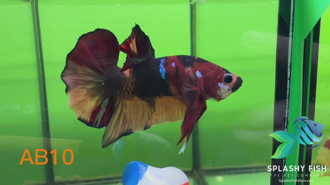 AB10 WYSIWYG Premium Koi Nemo Galaxy Male Plakat Betta Fish