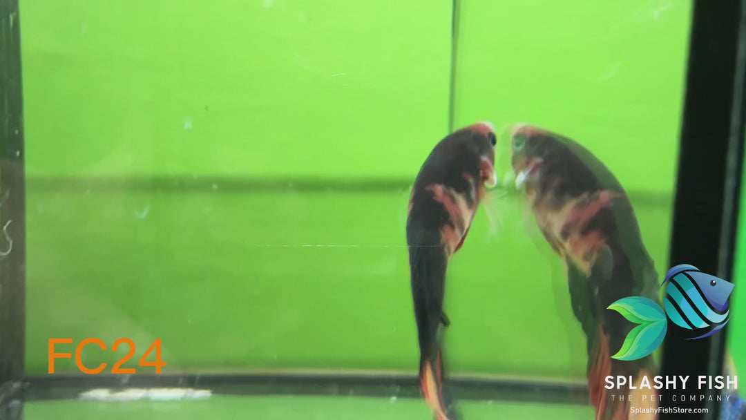 FC24 WYSIWYG B Grade Female Plakat Betta Fish