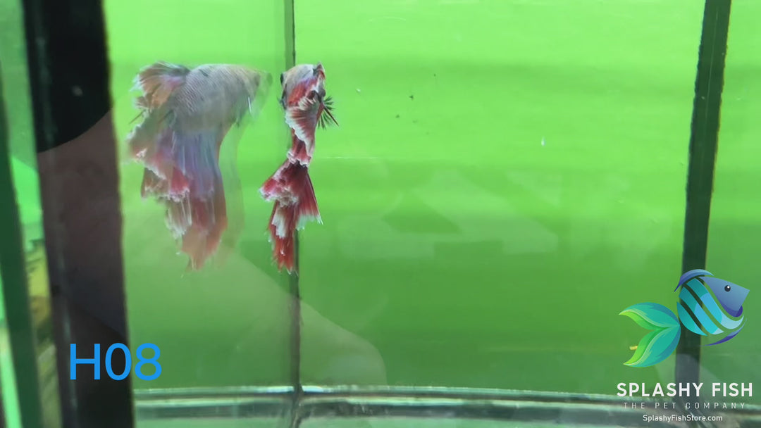 H08 WYSIWYG Premium Halfmoon Betta Fish