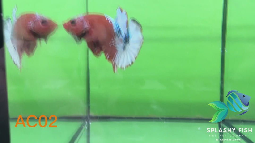 AC02 WYSIWYG Premium Fancy Male Plakat Betta Fish