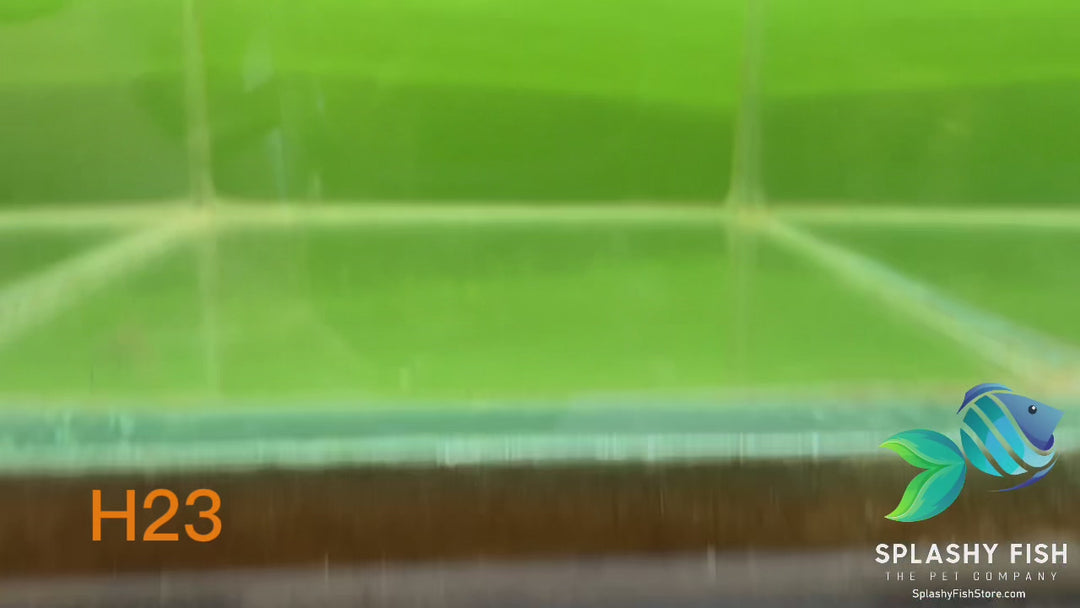 H23 WYSIWYG Premium Halfmoon Betta Fish