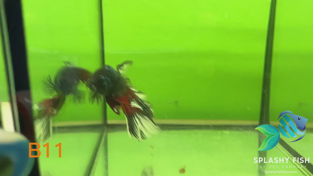B11 WYSIWYG Premium Koi Nemo Halfmoon Male Betta Fish