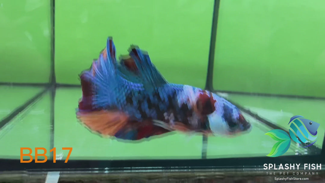 BB17 WYSIWYG B Grade Galaxy Male Betta Fish HMPK
