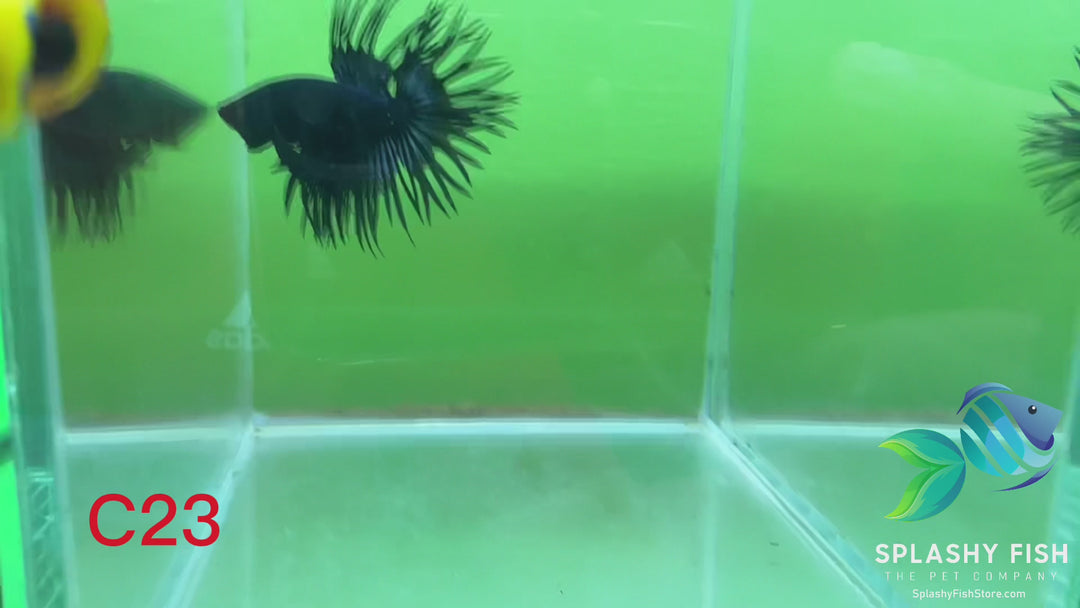 C23 WYSIWYG Premium Crowntail Male Betta Fish