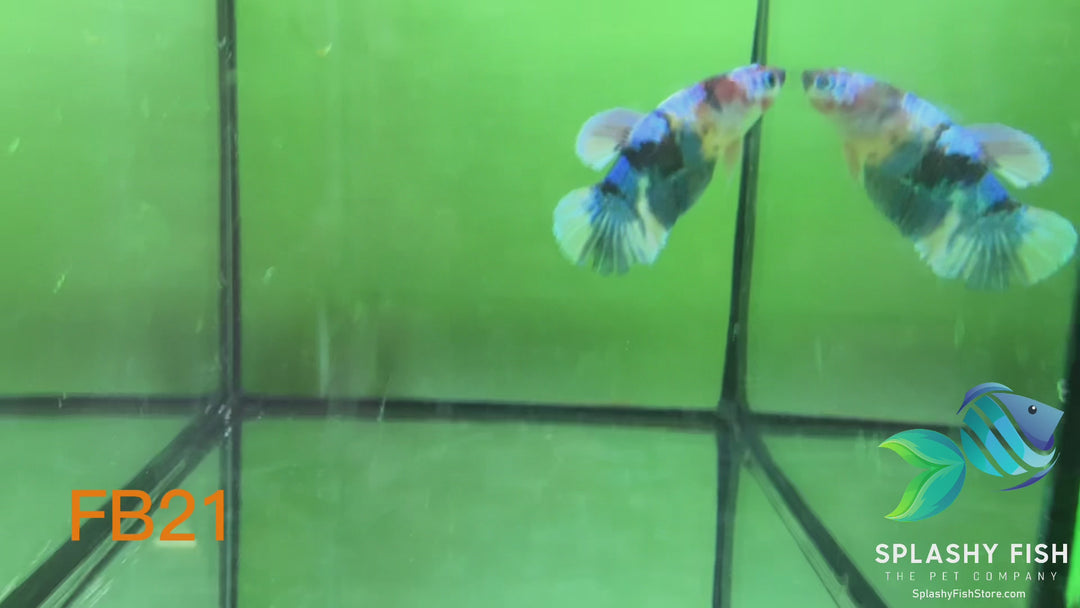 FB21 WYSIWYG B Grade Female Plakat Betta Fish