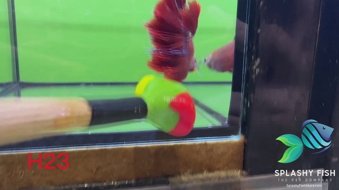 H23 WYSIWYG Premium Halfmoon Betta Fish