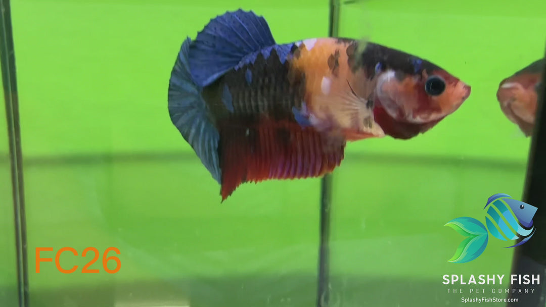 FC26 WYSIWYG B Grade Female Plakat Betta Fish