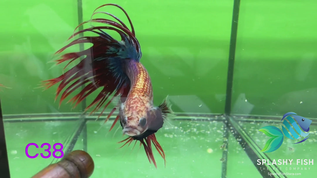C38 WYSIWYG Premium Crowntail Male Betta Fish