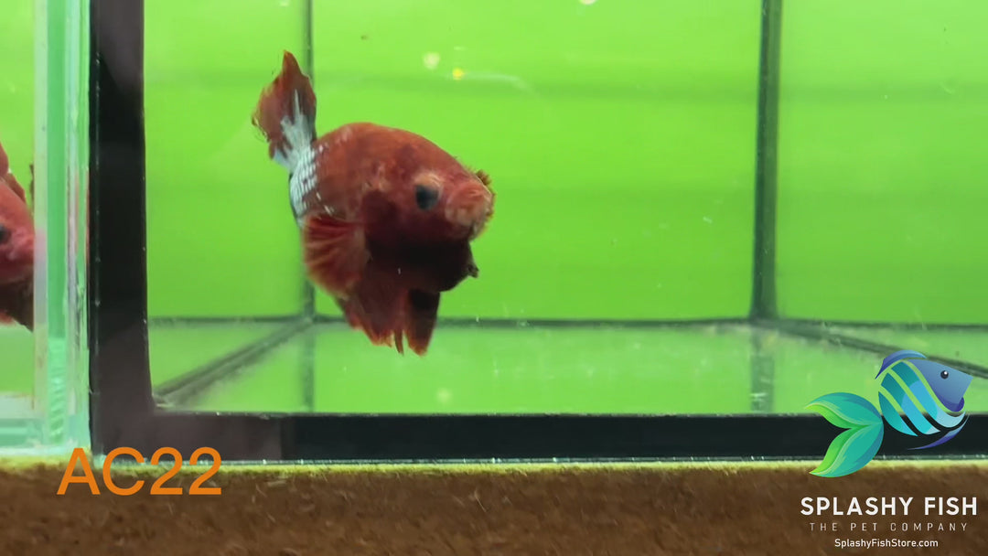 AC22 WYSIWYG Premium Fancy Male Plakat Betta Fish