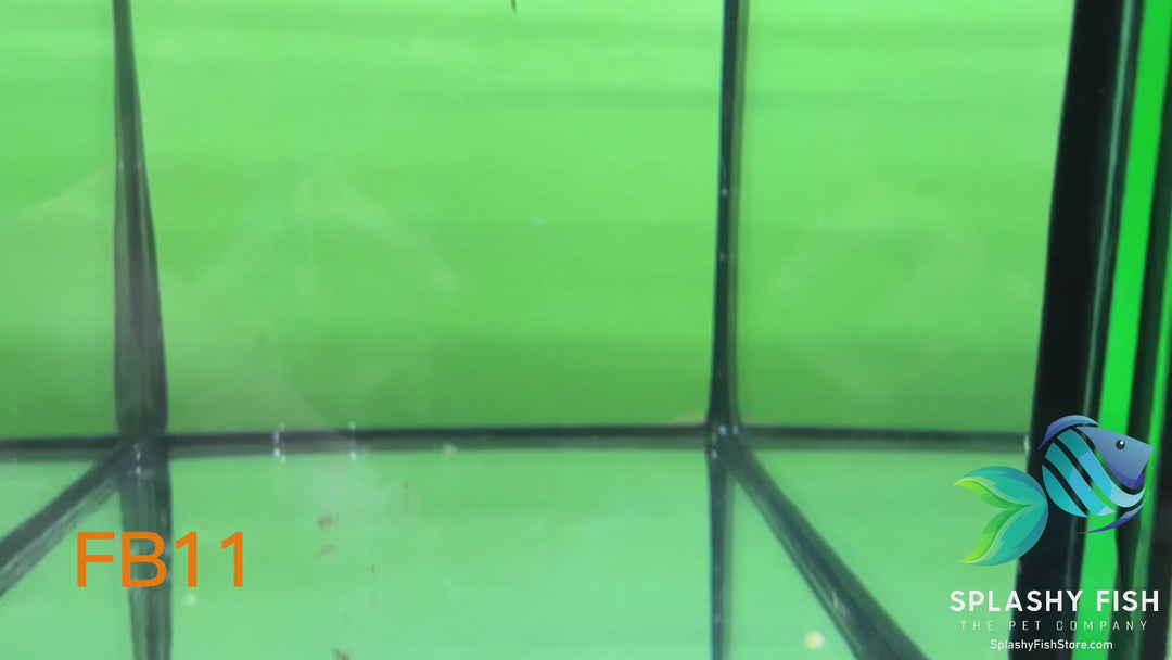 FB11 WYSIWYG B Grade Female Plakat Betta Fish