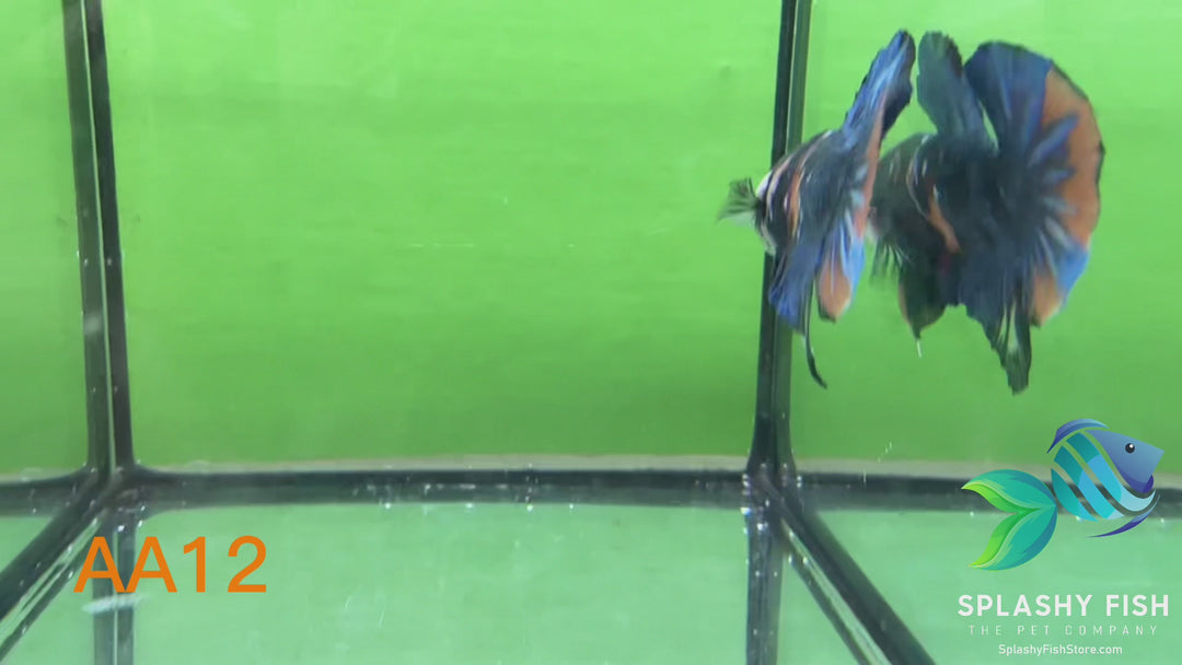 AA12 WYSIWYG Premium Red Koi Galaxy Male Plakat Betta Fish
