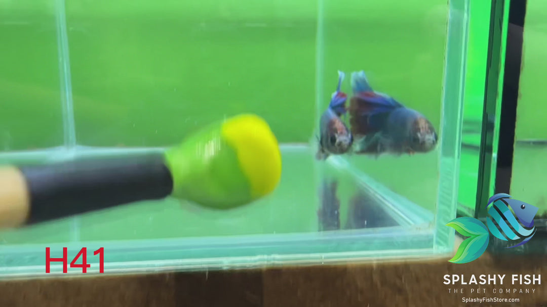 H41 WYSIWYG Premium Halfmoon Betta Fish