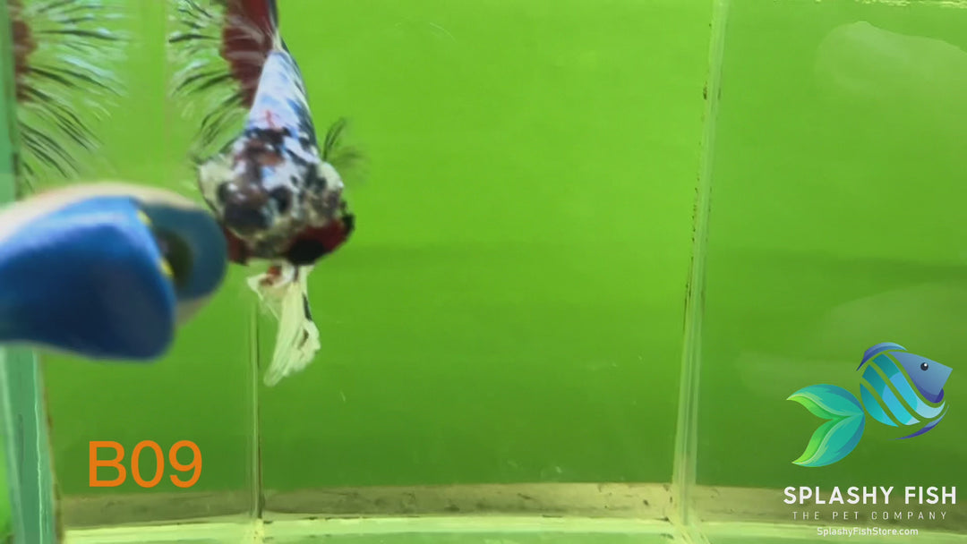 B09 WYSIWYG Premium Koi Nemo Halfmoon Male Betta Fish
