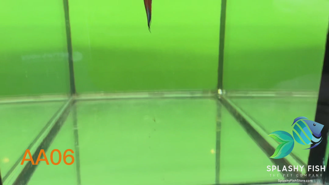 AA06 WYSIWYG Premium Red Koi Galaxy Male Plakat Betta Fish