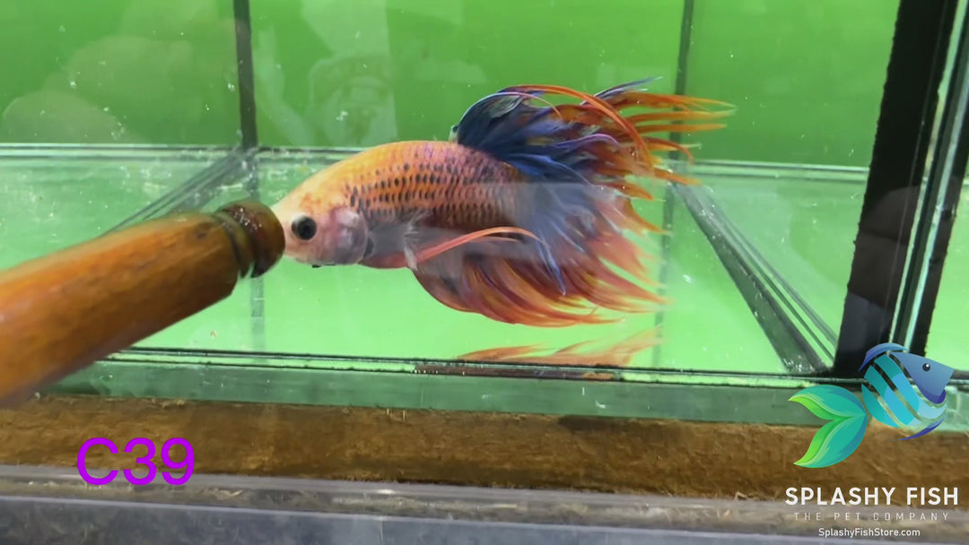 C39 WYSIWYG Premium Crowntail Male Betta Fish