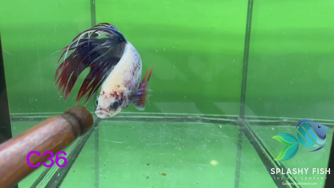 C36 WYSIWYG Premium Crowntail Male Betta Fish