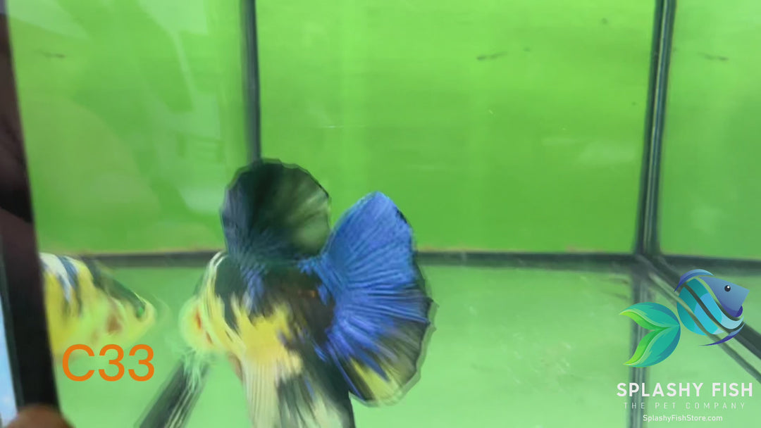 C33 WYSIWYG Premium Neon Koi Plakat Male Betta Fish