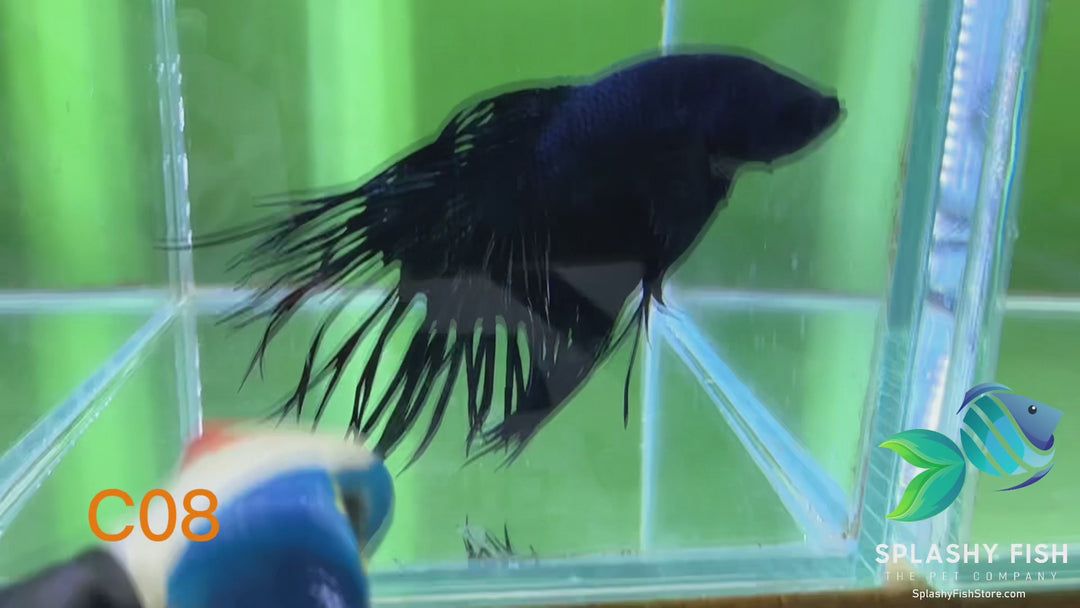 C08 WYSIWYG Premium Crowntail Male Betta Fish