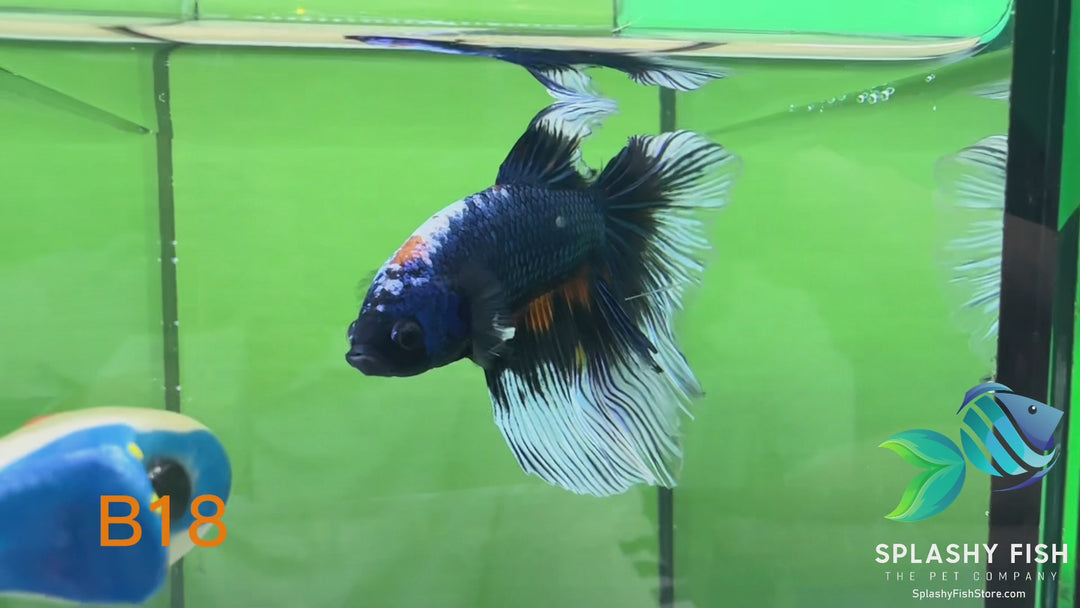 B18 WYSIWYG Premium Koi Nemo Halfmoon Male Betta Fish