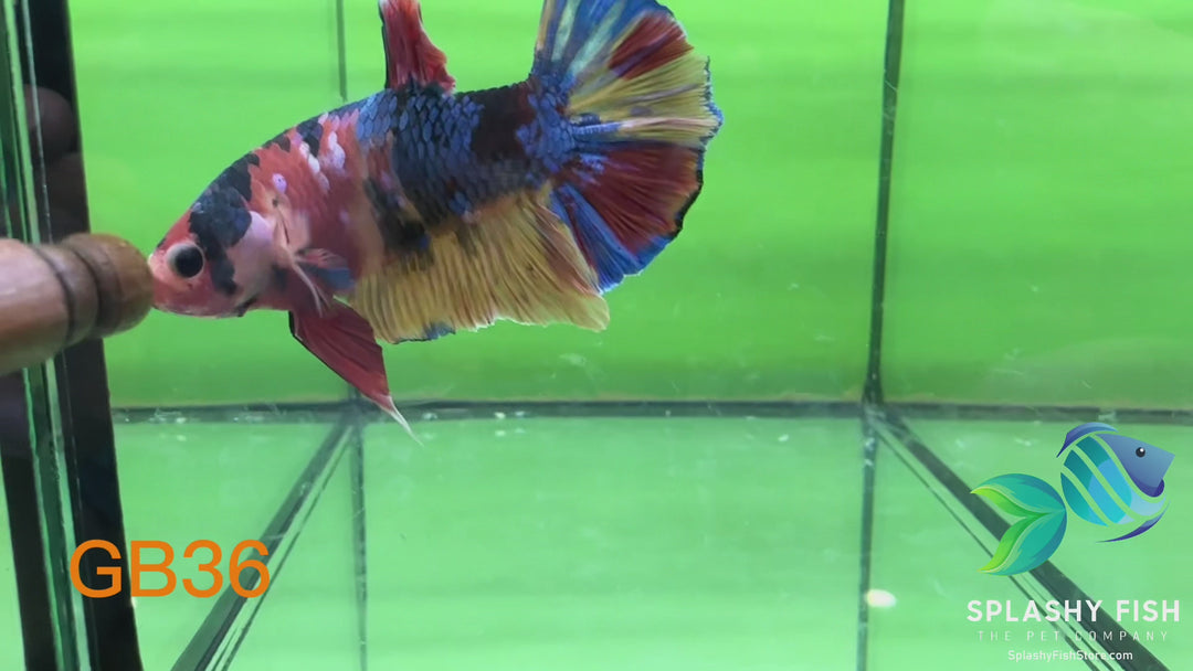 GB36 WYSIWYG Premium Giant Male Plakat Betta Fish