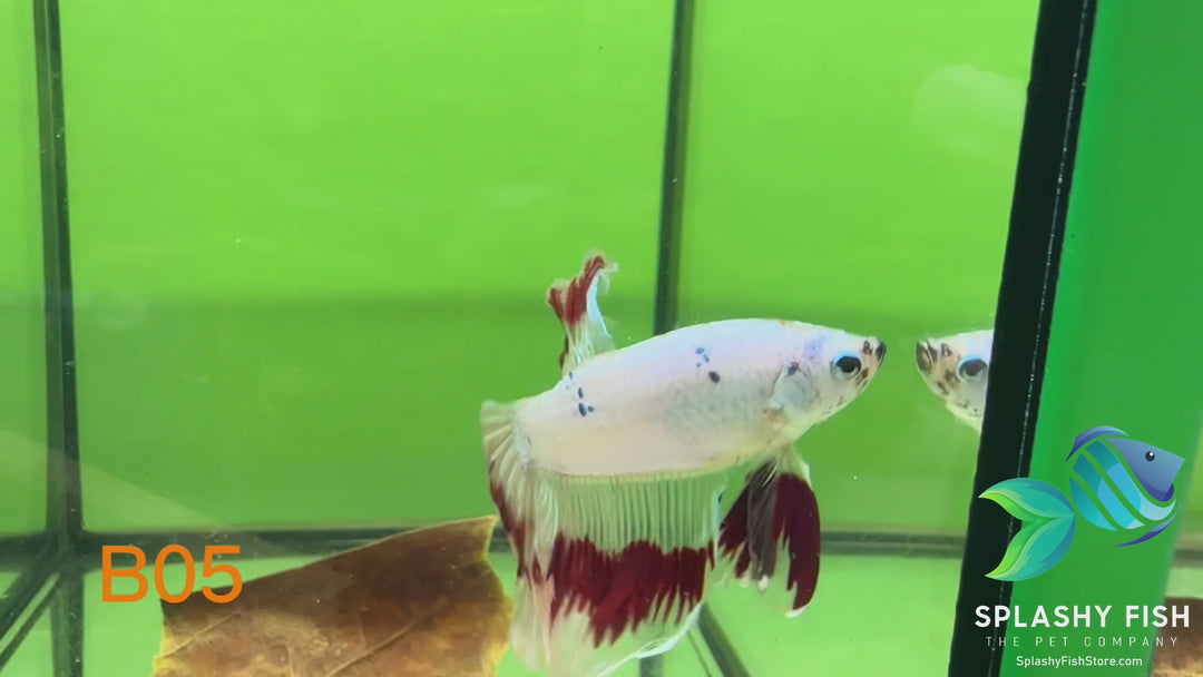 B05 WYSIWYG Premium Koi Nemo Halfmoon Male Betta Fish