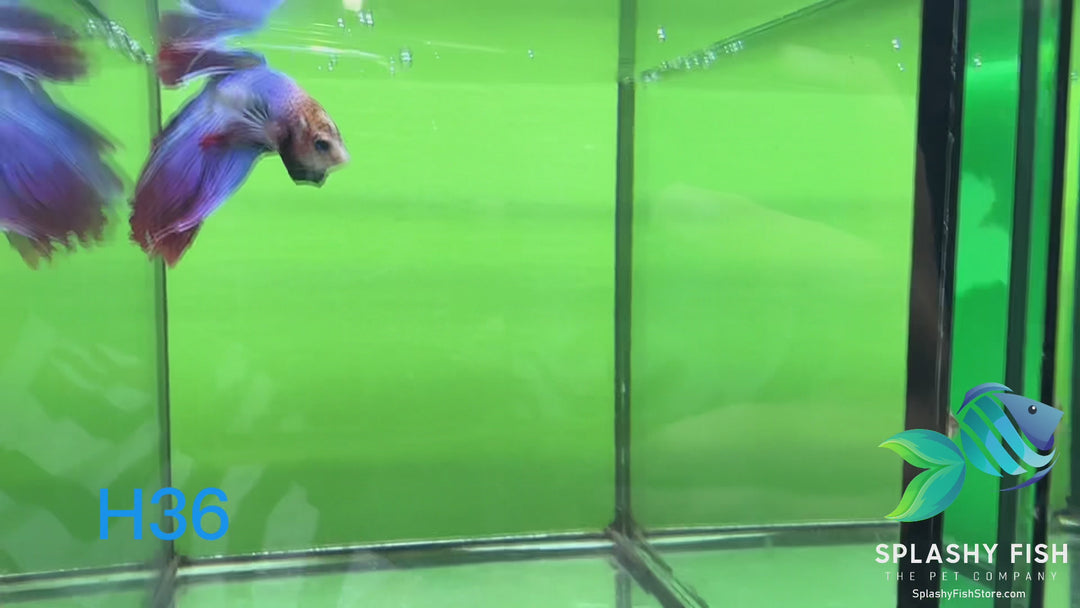 H36 WYSIWYG Premium Halfmoon Betta Fish