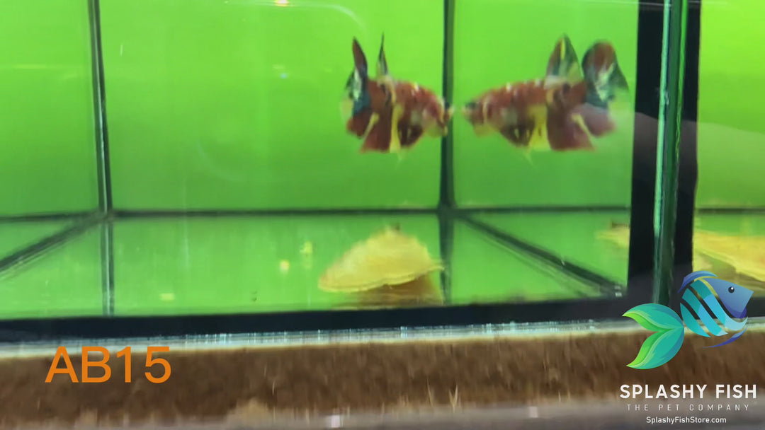 AB15 WYSIWYG Premium Koi Nemo Galaxy Male Plakat Betta Fish