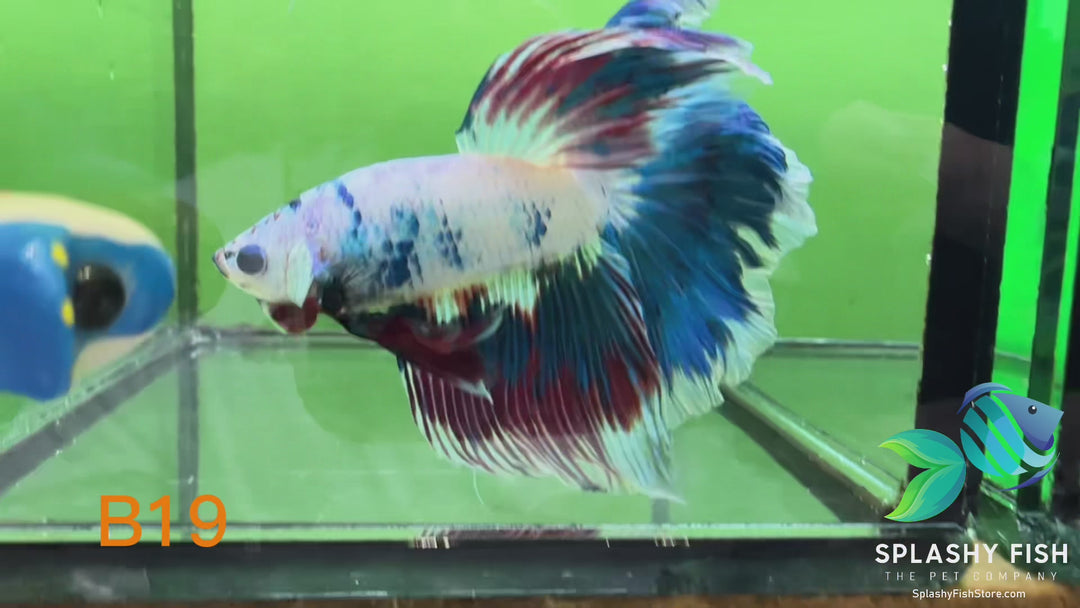 B19 WYSIWYG Premium Koi Nemo Halfmoon Male Betta Fish