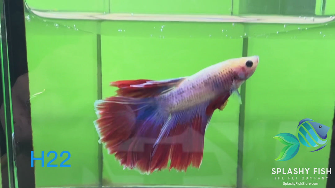 H22 WYSIWYG Premium Halfmoon Betta Fish